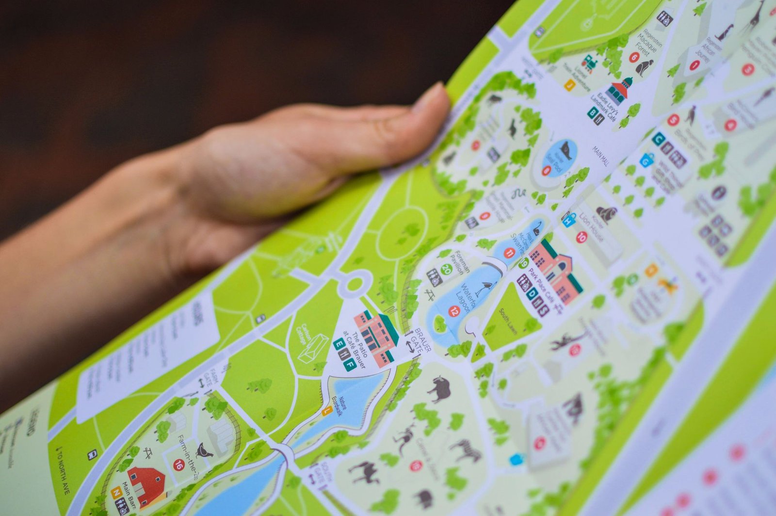 A detailed close-up of a hand holding a colorful map of a zoo in Chicago.